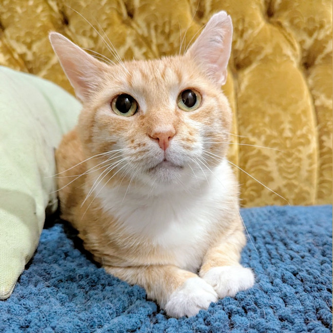 Photo of Garfield