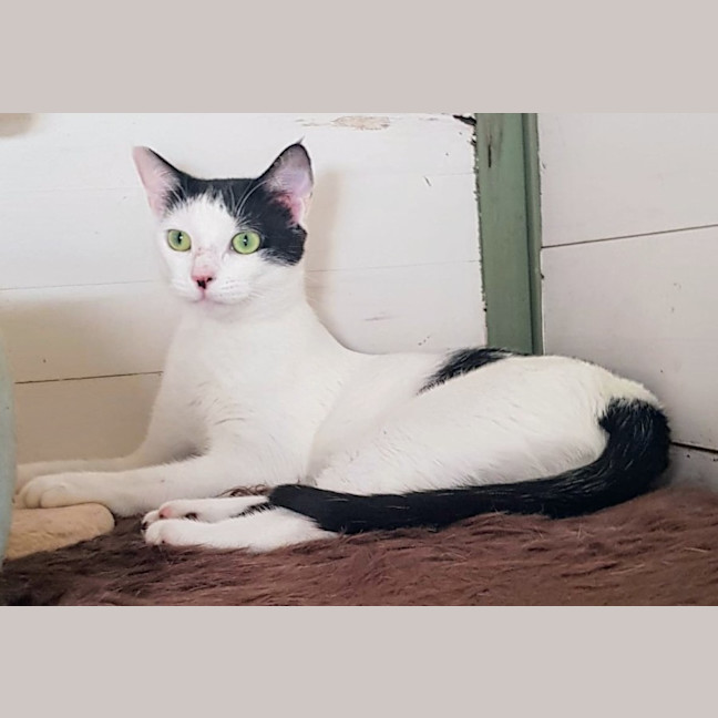 Photo of May   Now At Pet Quarters Broadmeadow
