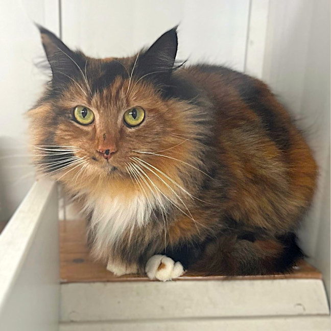 Photo of Bellatrix