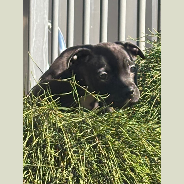 Photo of Daisy   10 Week Old Staffy X