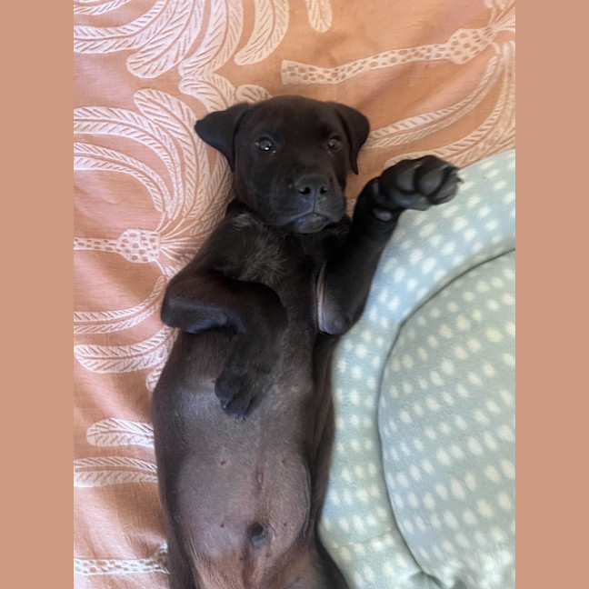 Photo of Axel