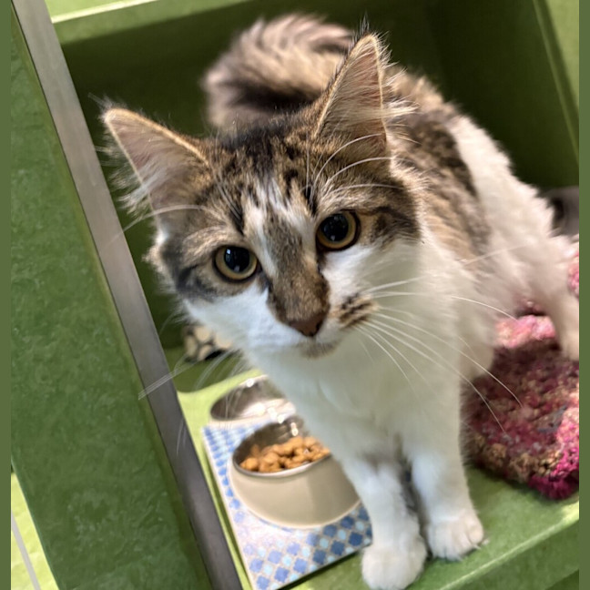 Photo of Tilly