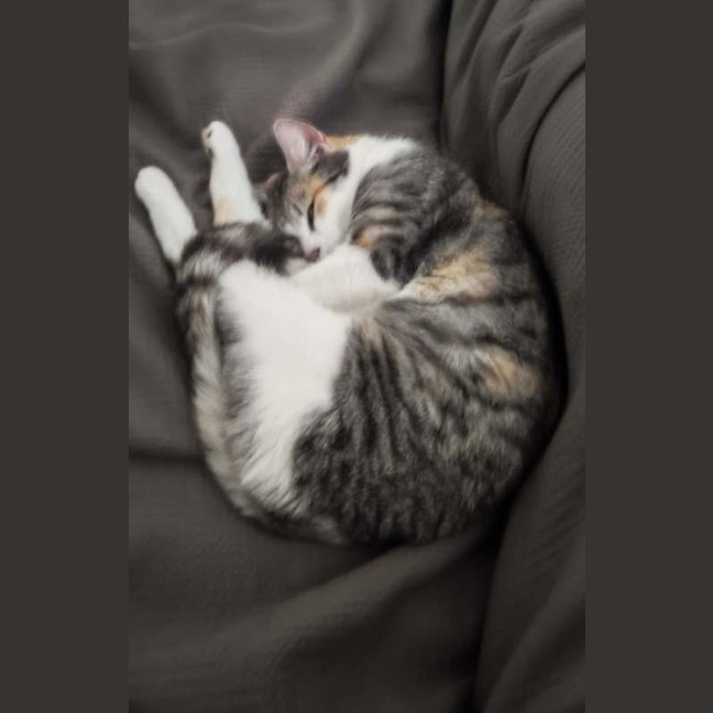 Photo of Rosie