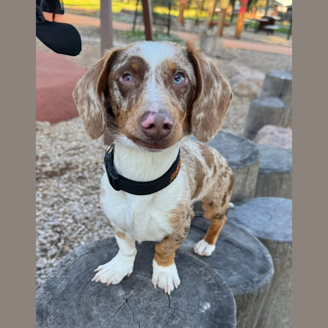 Photo of Snickerdoodle