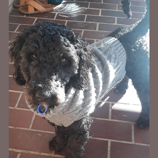 Photo of Wally   1 Year Old Cavoodle (Hold)