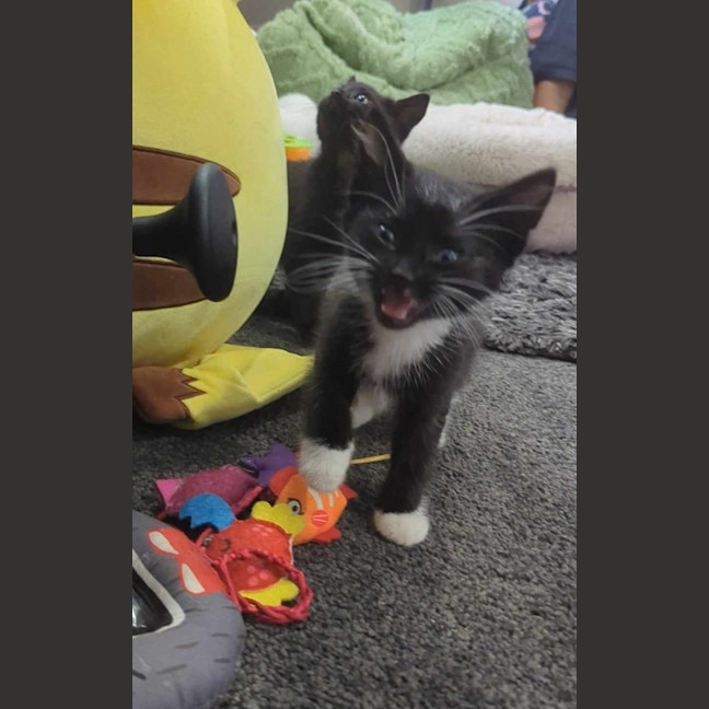 Photo of Oreo