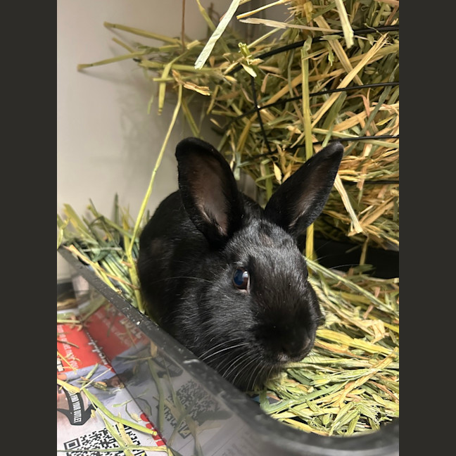 Photo of Maple