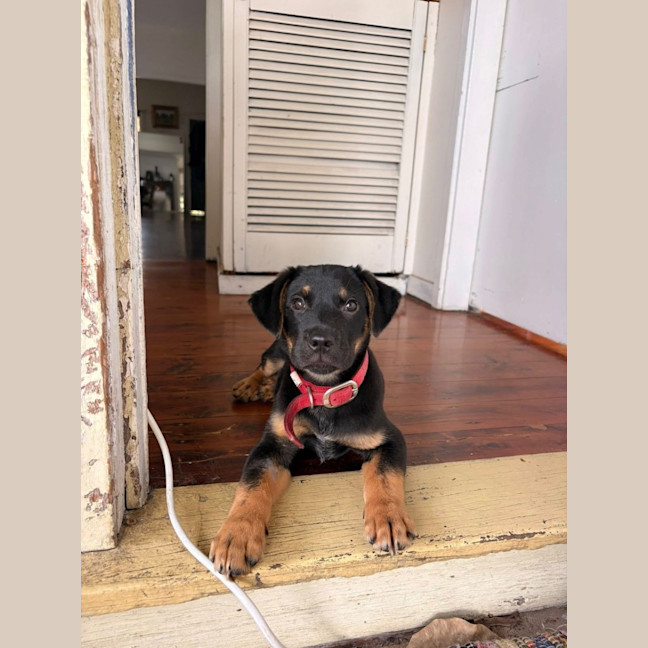 Photo of Hank