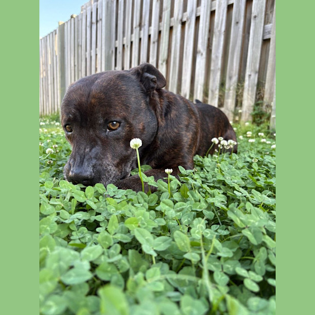 Photo of Nugget *$350 Adoption Fee*