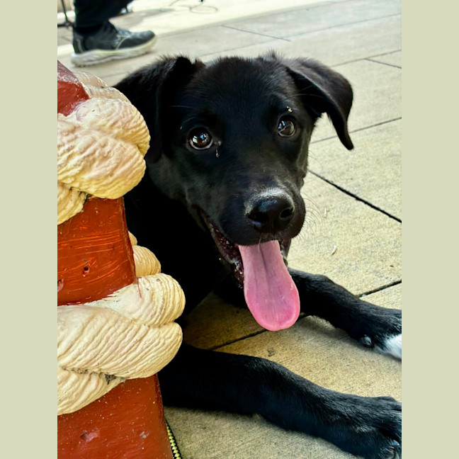 Photo of Jemima   5 Month Old Border Collie X