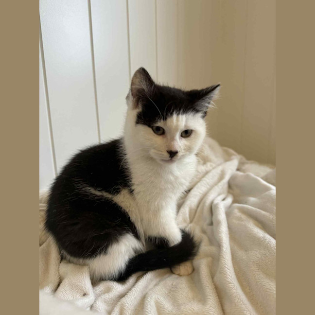 Photo of Pancake & Henry