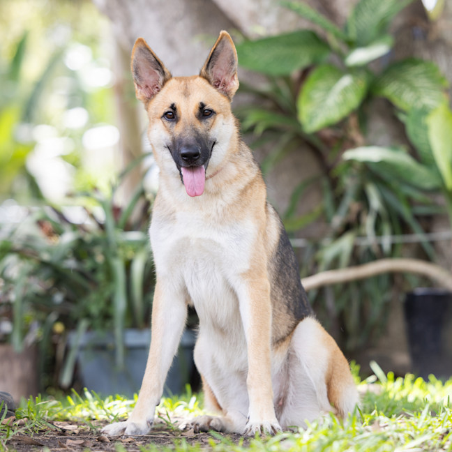 Photo of Lupa (Previously Kailani)