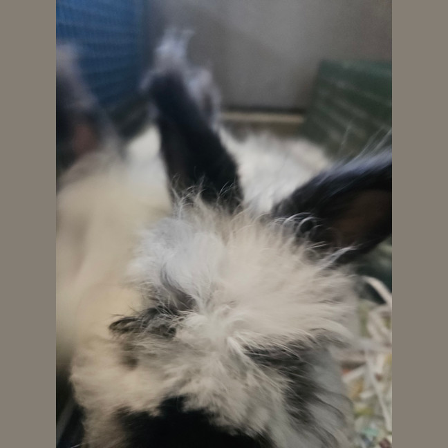 Photo of Flopsy