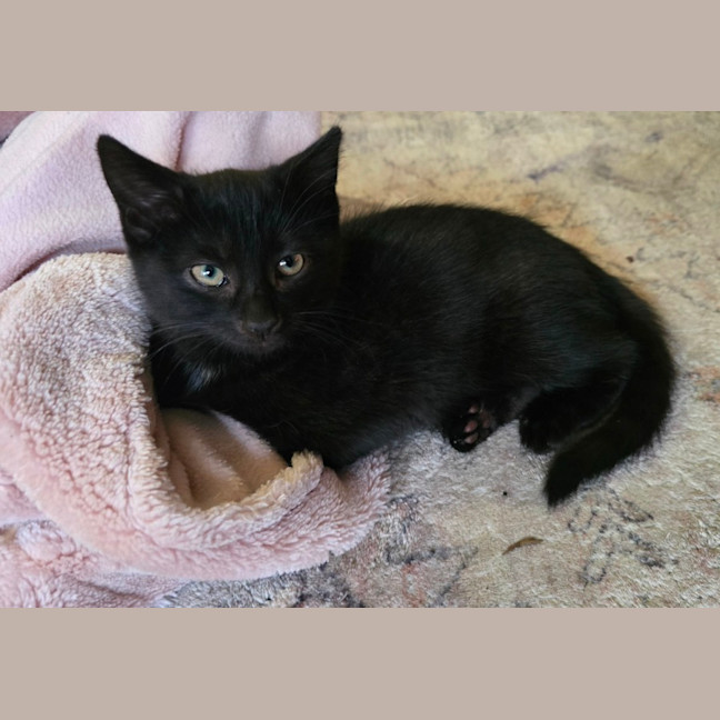 Photo of Nebula