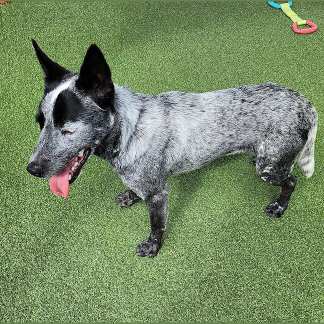 Photo of Spike