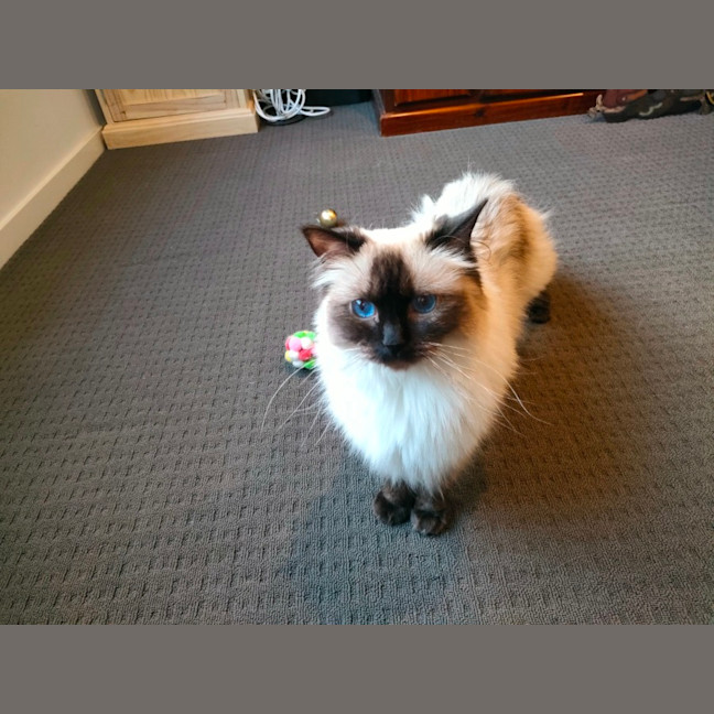 Photo of Sklya & Coco