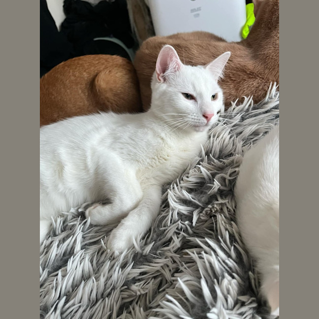 Photo of Leander *9 Lives Project Rescue*