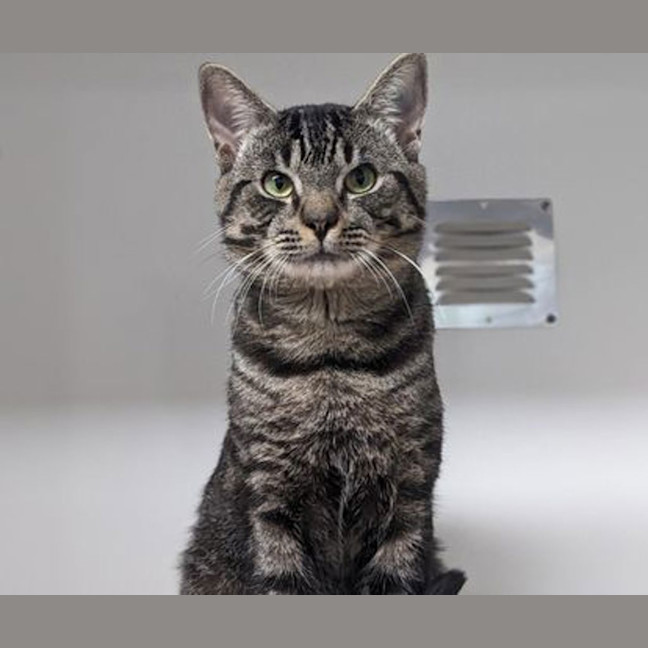 Photo of Atlas