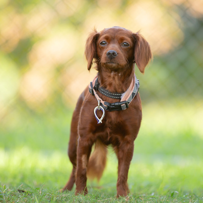 Photo of Maple