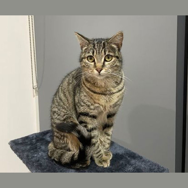 Photo of Mew