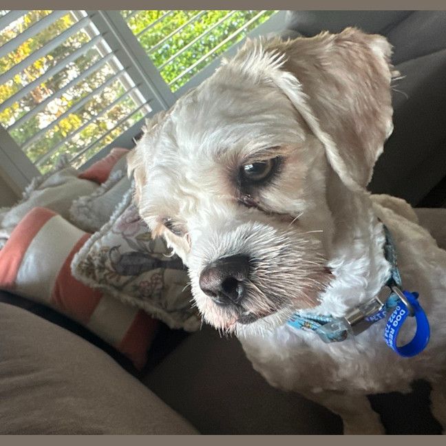 Photo of Timmy   1 Year Old Shih Tzu X Poodle