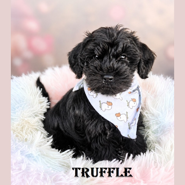 Photo of Truffle
