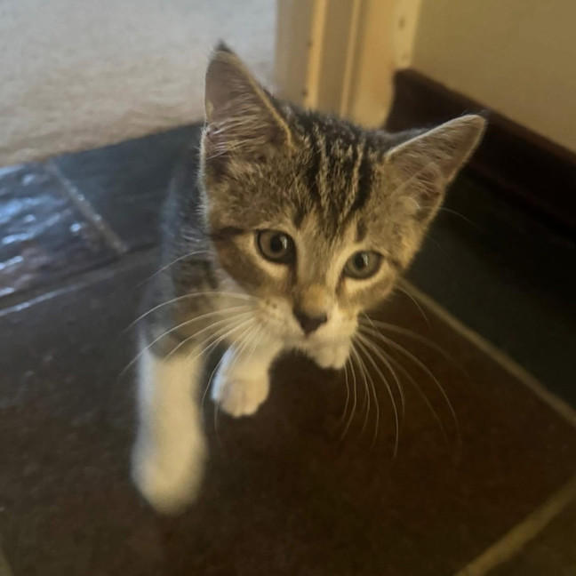 Photo of 13654   Theo