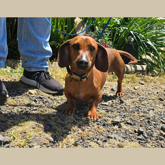 Photo of Rosie