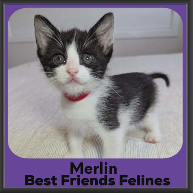 Photo of Merlin