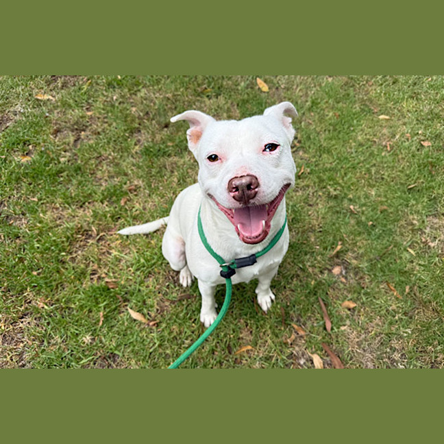 Photo of Casper