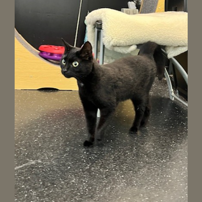 Photo of The O.G Batman