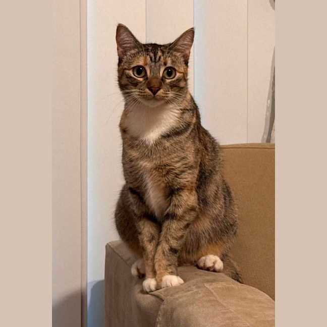 Photo of Tilly