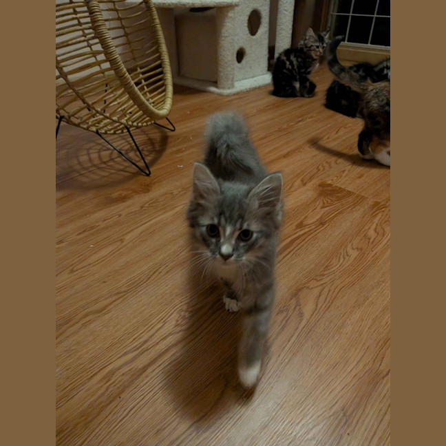 Photo of Remy