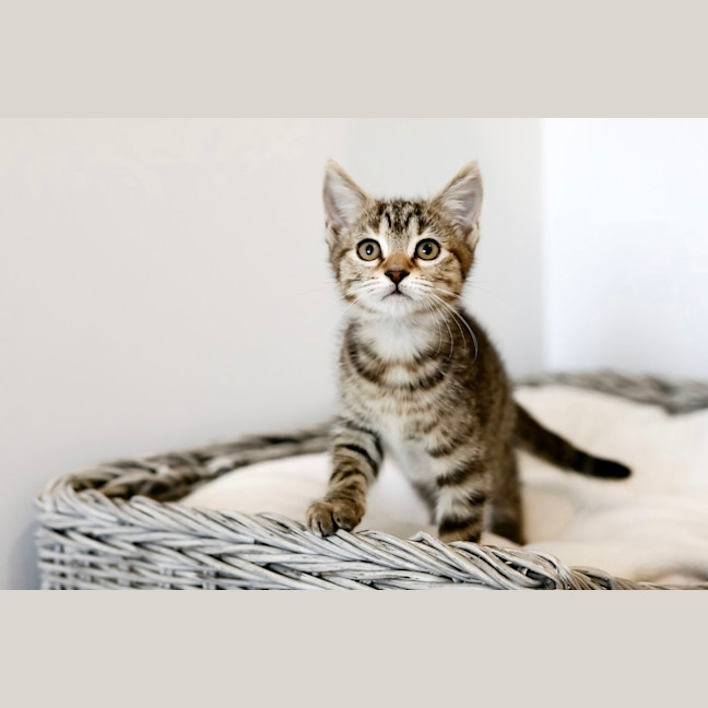 Photo of Tiger