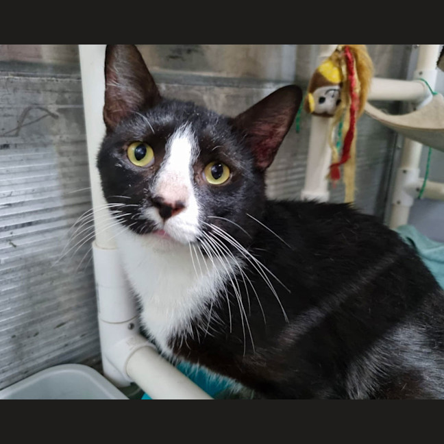 Photo of Smudge