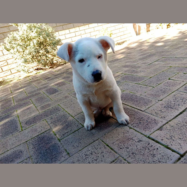 Photo of Polar