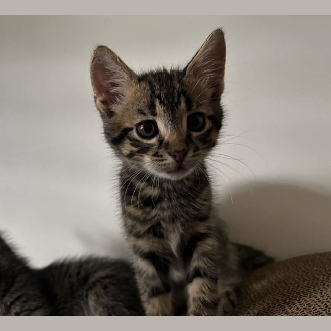 Photo of Clyde