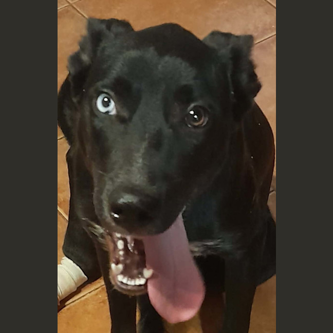Photo of Dexter