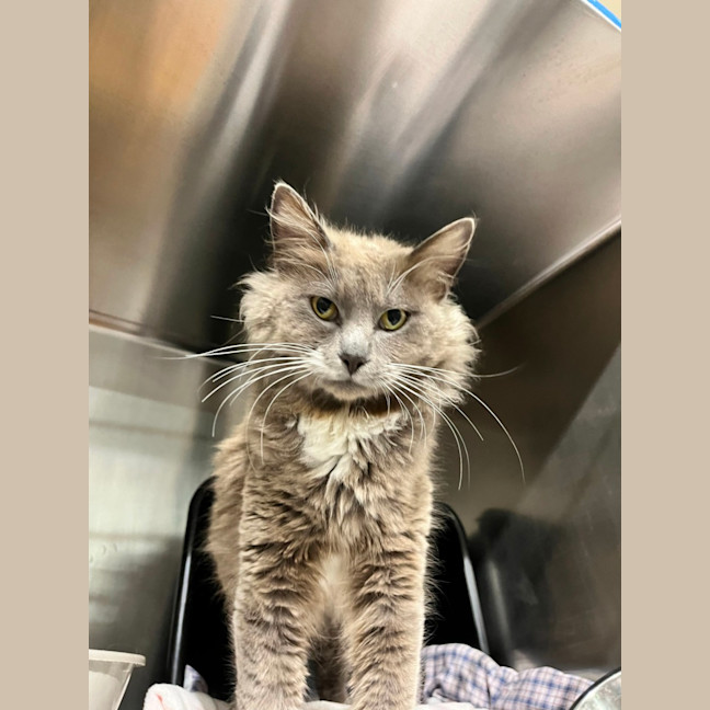 Photo of Meow Ly Cyrus