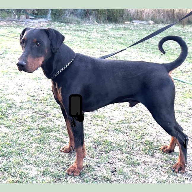 Photo of Mr B Von Dobermann
