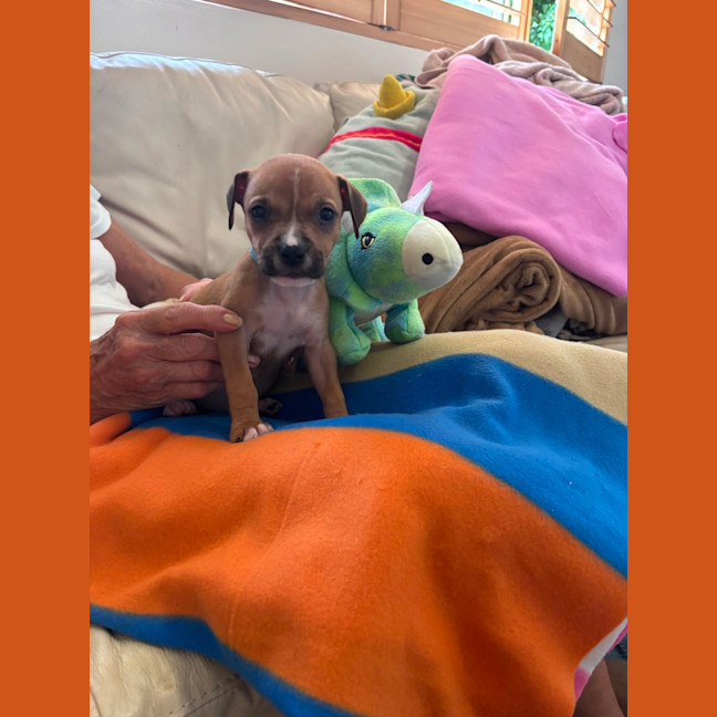 Photo of Buddy