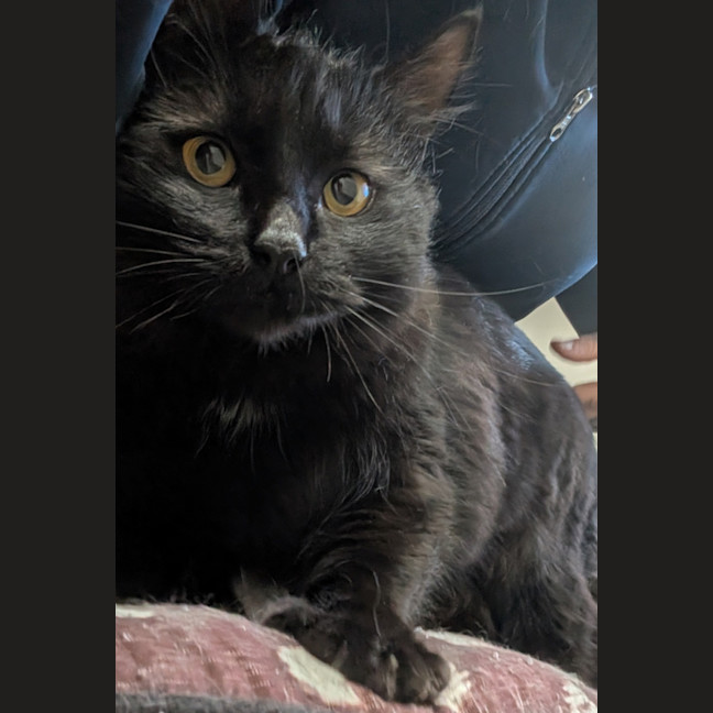 Photo of Madame Lady