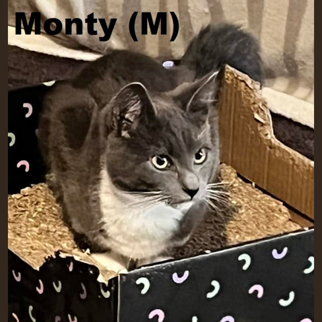 Photo of Monty