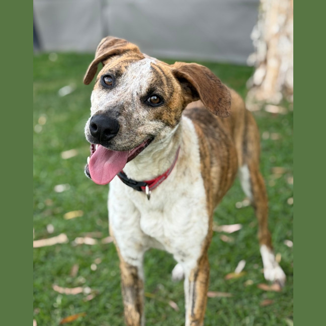Photo of Bindi