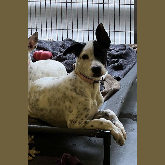 Photo of Woody