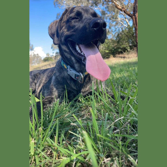 Photo of Whisky 🥃