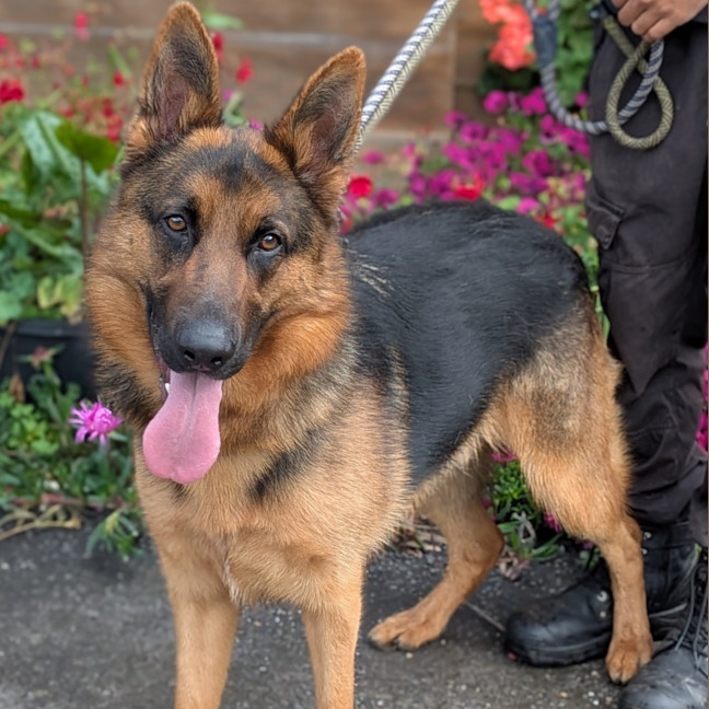 Photo of Sarge