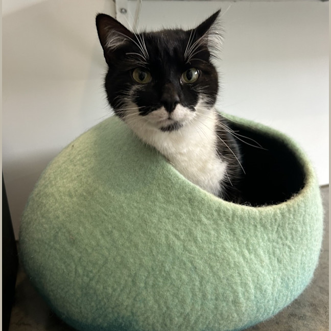 Photo of Gatsby 