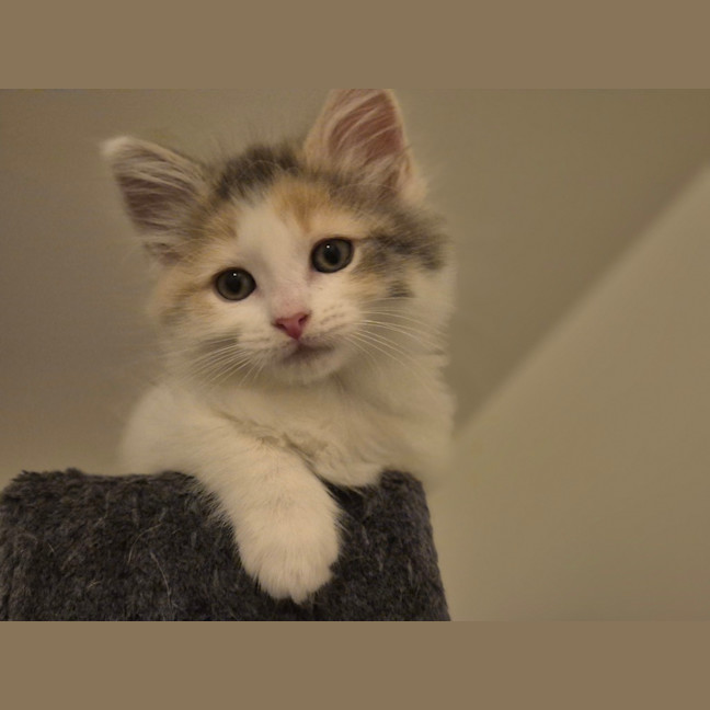 Photo of Bella (Was Cali Girl)