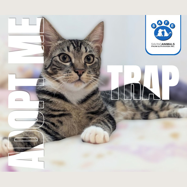 Photo of Trap